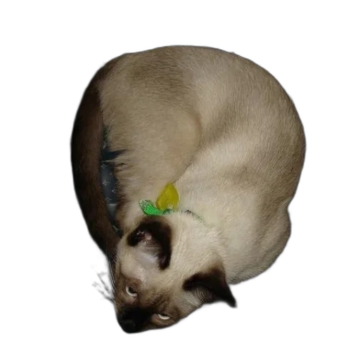 staff, animal, crown, hat, photorealistic, 3d render, concept art, siamese transparent PNG cut-out