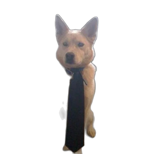 staff, animal, creature, jacket, photorealistic, 3d render, cartoon, concept art transparent PNG cut-out