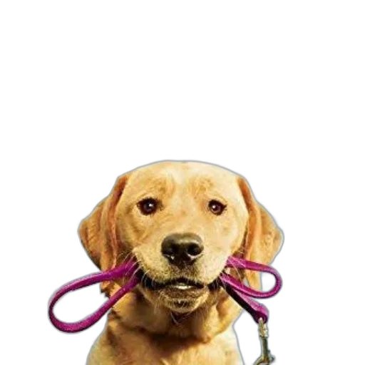 staff, animal, jewelry, face, photorealistic, book, cover, dog transparent PNG cut-out