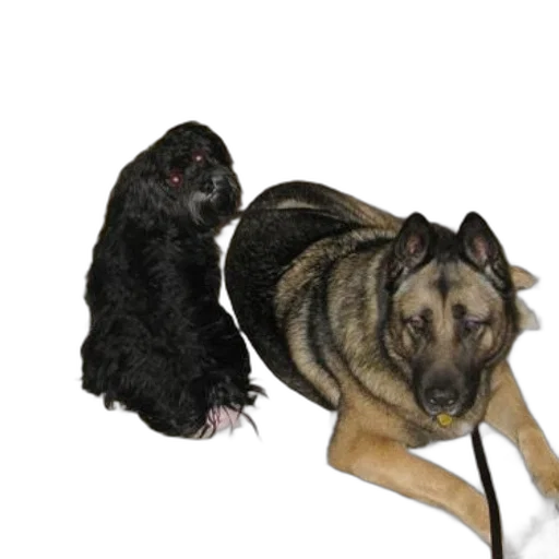 animal, staff, creature, photorealistic, 3d render, concept art, three, dogs transparent PNG cut-out
