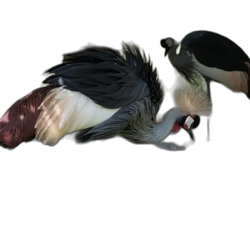 animal, creature, hair, staff, 3d render, concept art, photorealistic, watercolor transparent PNG cut-out