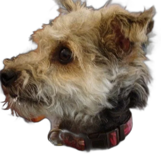 staff, animal, face, jewelry, photorealistic, oil painting, 3d render, small transparent PNG cut-out
