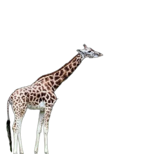 animal, creature, staff, jewelry, 3d render, concept art, photorealistic, watercolor transparent PNG cut-out
