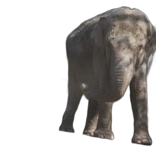 animal, creature, weapon, face, 3d render, photorealistic, concept art, young transparent PNG cut-out
