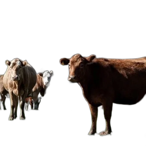 animal, food, photorealistic, concept art, group, cows, grazing, lush transparent PNG cut-out