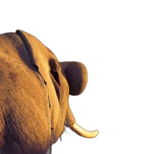 animal, creature, face, hat transparent PNG cut-out