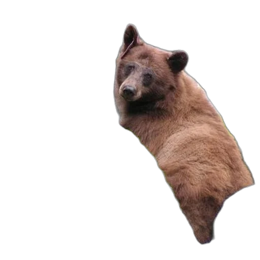 animal, creature, face, staff, photorealistic, 3d render, concept art, brown transparent PNG cut-out