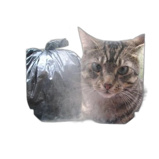 animal, creature, face, jacket, photorealistic, 3d render, concept art, pixel art transparent PNG cut-out