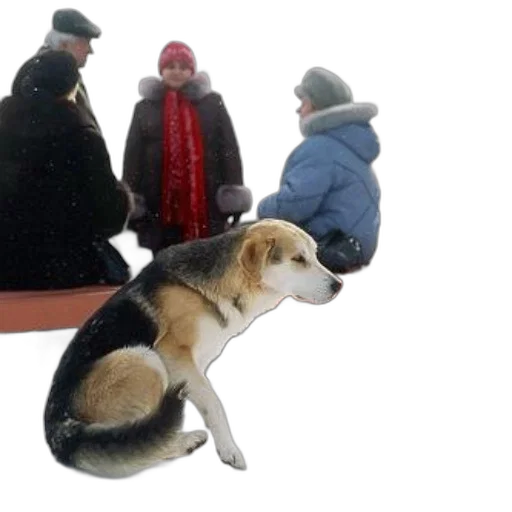 hat, animal, umbrella, staff, snow, fog, dog, sits transparent PNG cut-out