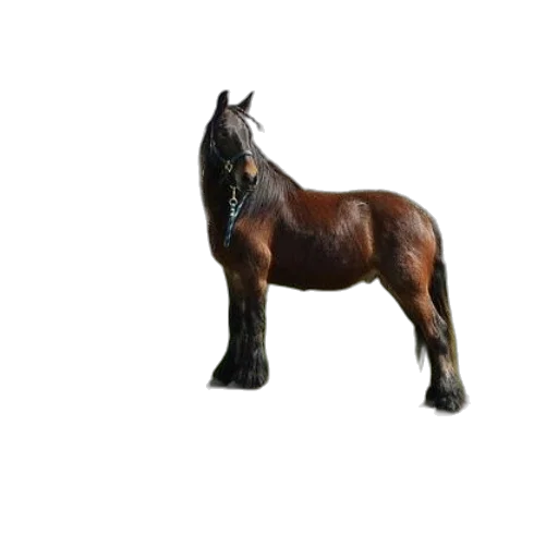 animal, staff, creature, furniture transparent PNG cut-out