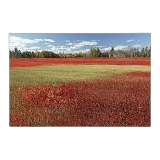 jacket, animal, flower, photorealistic, forest, red, earth tones, colorful transparent PNG cut-out