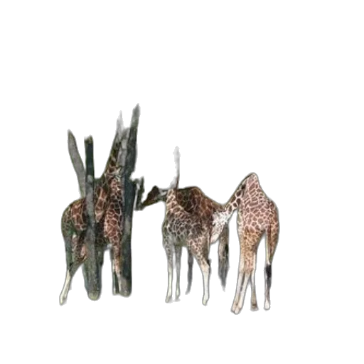 furniture, jewelry, crown, animal transparent PNG cut-out