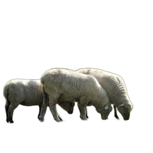 animal, creature, food, weapon, 3d render, concept art, photorealistic, pixel art transparent PNG cut-out