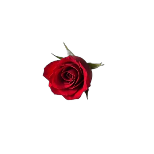 flower, crown, jewelry, staff, 3d render, photorealistic, pixel art, red transparent PNG cut-out