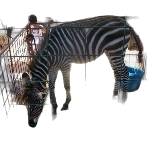 animal, creature, weapon, concept art, zebra, seen, fenced, area transparent PNG cut-out
