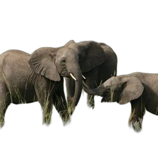 animal, concept art, photorealistic, 3d render, three, elephants, grassy, field transparent PNG cut-out