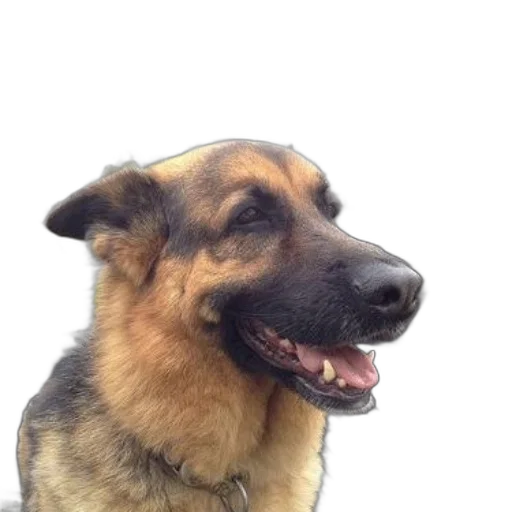 animal, staff, face, creature, photorealistic, german, shepherd, dog transparent PNG cut-out