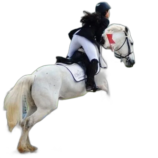 animal, photorealistic, rider, white, pants, black, jacket, jumps transparent PNG cut-out