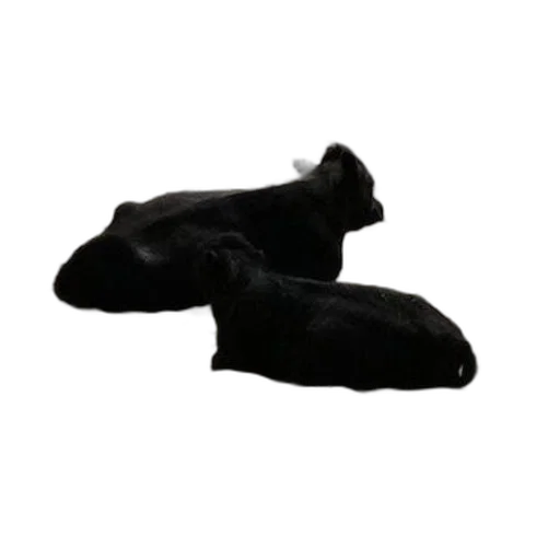 shoes, animal, mask, hat, 3d render, photorealistic, two, black transparent PNG cut-out