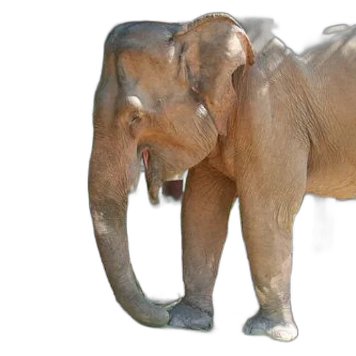 animal, creature, photorealistic, 3d render, concept art, oil painting, large, elephant transparent PNG cut-out