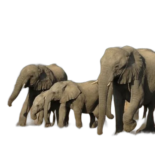 animal, 3d render, concept art, photorealistic, family, elephants, including, baby transparent PNG cut-out