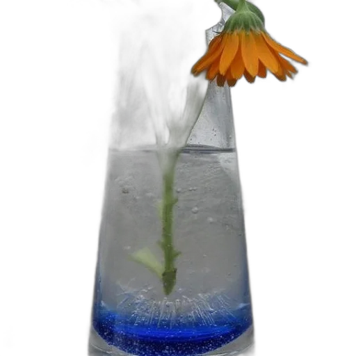 bottle, flower, umbrella, staff transparent PNG cut-out
