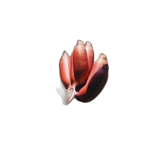 flower, jewelry, crown, hair, 3d render, photorealistic, concept art, watercolor transparent PNG cut-out
