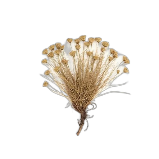hair, crown, jewelry, flower, dried, plant, specimen, mounted transparent PNG cut-out