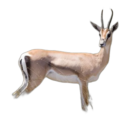animal, creature, staff, crown, photorealistic, concept art, 3d render, watercolor transparent PNG cut-out