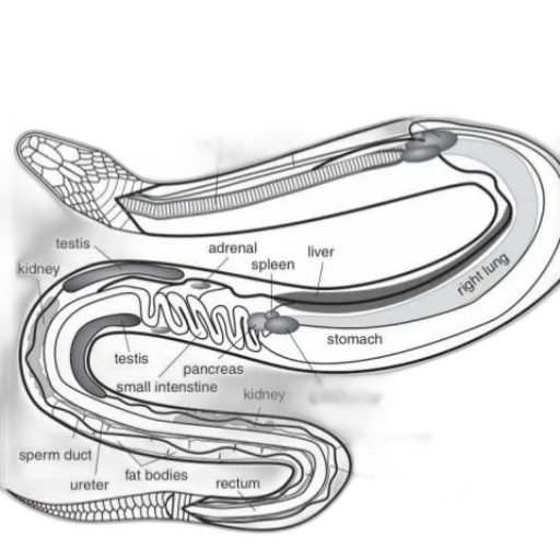 hair, shoes, jewelry, crown, concept art, anatomical, diagram, reptile transparent PNG cut-out