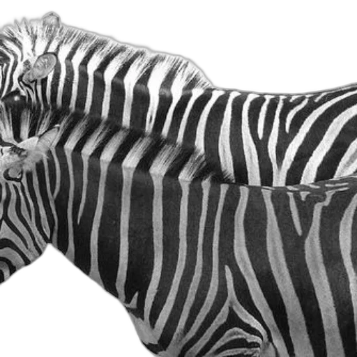 animal, creature, furniture, weapon, photorealistic, 3d render, concept art, pencil sketch transparent PNG cut-out
