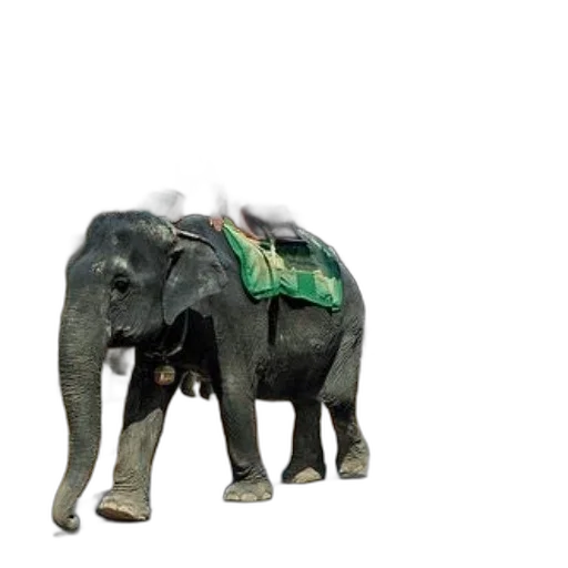 animal, creature, jewelry, robot, 3d render, concept art, photorealistic, pixel art transparent PNG cut-out