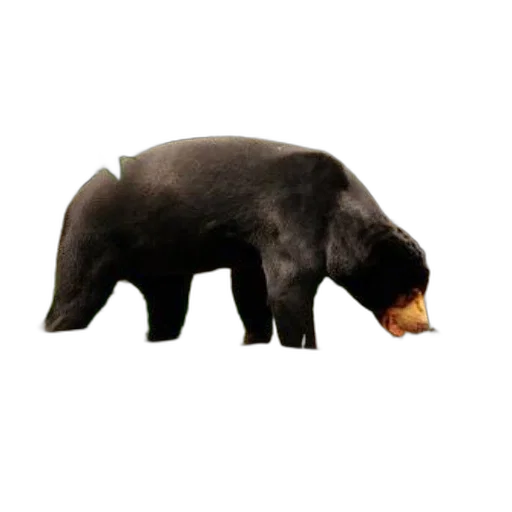 animal, food, creature, staff, concept art, 3d render, photorealistic, black transparent PNG cut-out