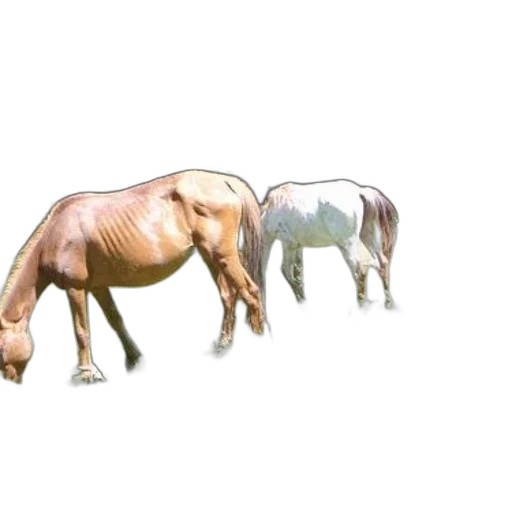 animal, jewelry, creature, food, photorealistic, concept art, 3d render, watercolor transparent PNG cut-out