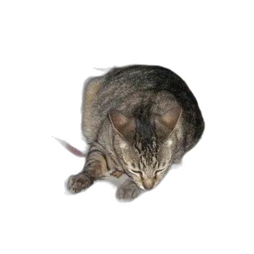 animal, creature, staff, face, photorealistic, 3d render, concept art, oil painting transparent PNG cut-out