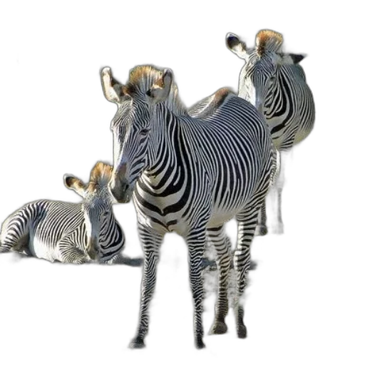 animal, creature, jewelry, furniture, 3d render, concept art, photorealistic, fantasy art transparent PNG cut-out