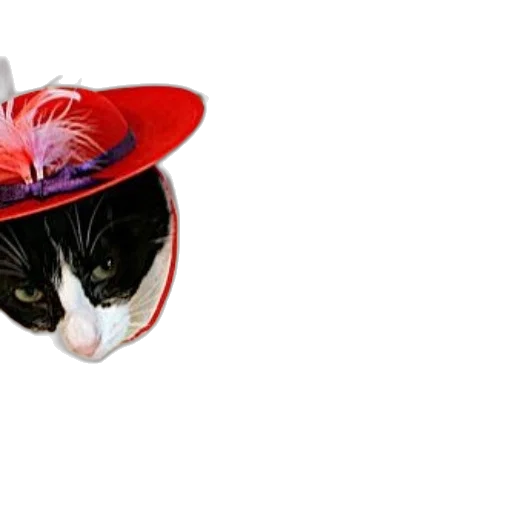hat, animal, crown, mask, black, white, cat, wearing transparent PNG cut-out