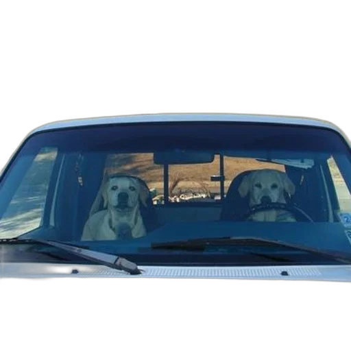 car, two, dogs, sit, front, seats, looking, out transparent PNG cut-out