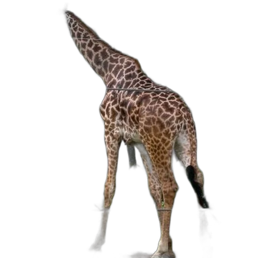 animal, creature, staff, weapon, 3d render, concept art, photorealistic, fantasy art transparent PNG cut-out