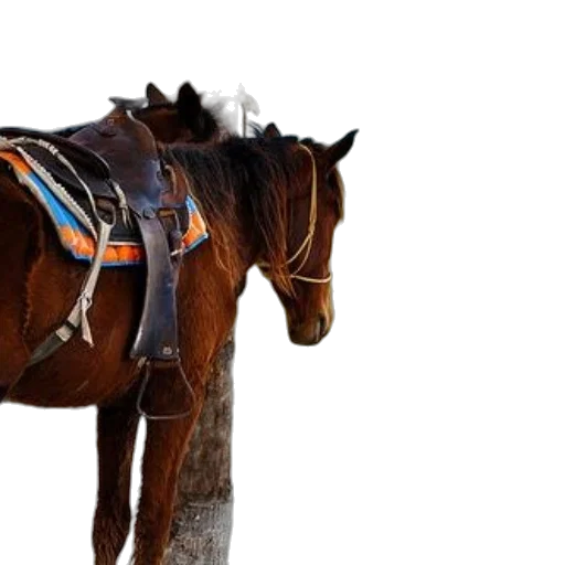 animal, staff, jewelry, hat, photorealistic, brown, horse, blue transparent PNG cut-out