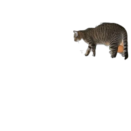 animal, creature, food, staff transparent PNG cut-out