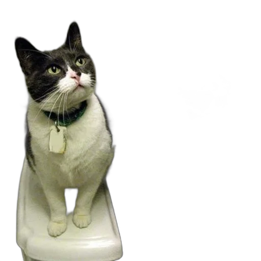 bottle, animal, 3d render, cat, green, collar, tag, sits transparent PNG cut-out