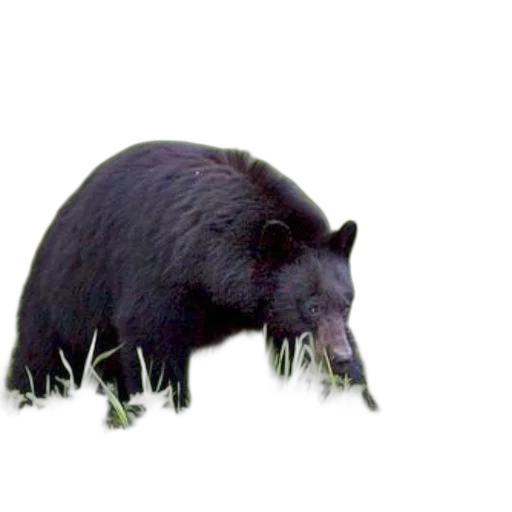 animal, creature, staff, food, 3d render, photorealistic, concept art, pixel art transparent PNG cut-out