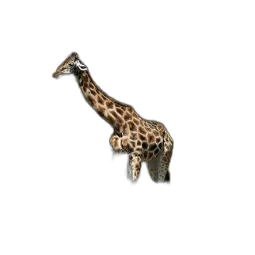 animal, creature, jewelry, staff, 3d render, photorealistic, concept art, giraffe transparent PNG cut-out
