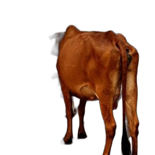 animal, creature, staff, food transparent PNG cut-out