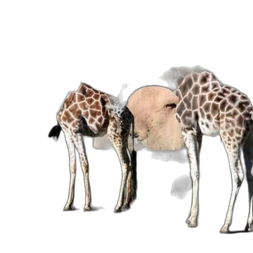 animal, creature, umbrella, food, concept art, photorealistic, 3d render, watercolor transparent PNG cut-out