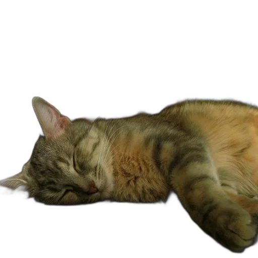 animal, staff, creature, photorealistic, 3d render, cat, sleeping, table transparent PNG cut-out