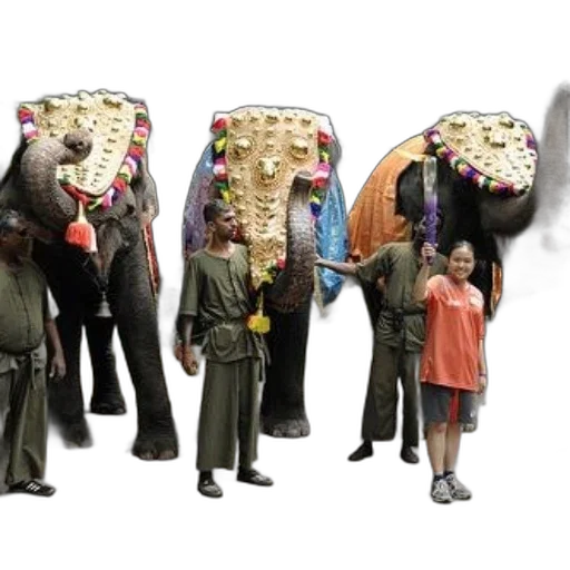 staff, group, people, stand, decorated, elephants, park, setting transparent PNG cut-out