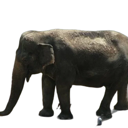animal, creature, staff, weapon, 3d render, concept art, photorealistic, majestic transparent PNG cut-out