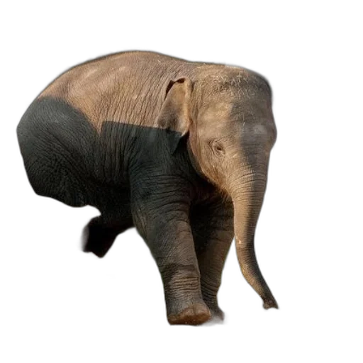animal, creature, hat, face transparent PNG cut-out